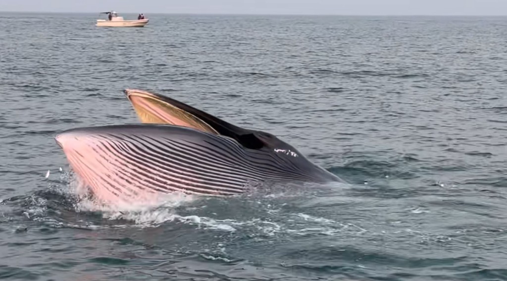 广西涠洲岛游客极近距离观鲸，导致鲸鱼周身伤痕。小红书＠Venus