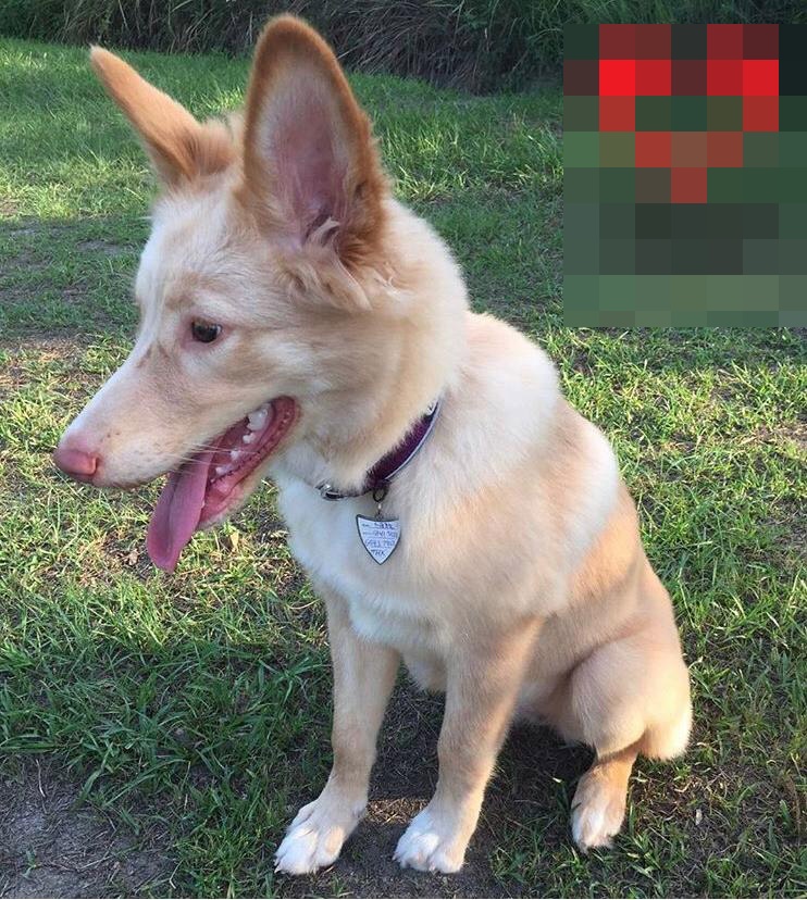 《香港動物報》圖片