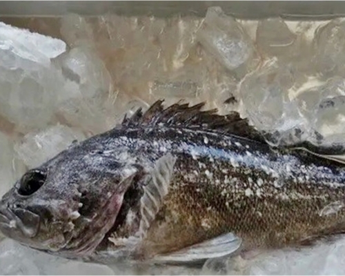 福島驚現輻射魚。網圖