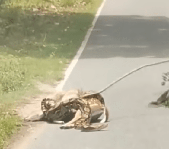 惟该名男子未有退缩，更找来一支更坚硬的树枝再度敲打。