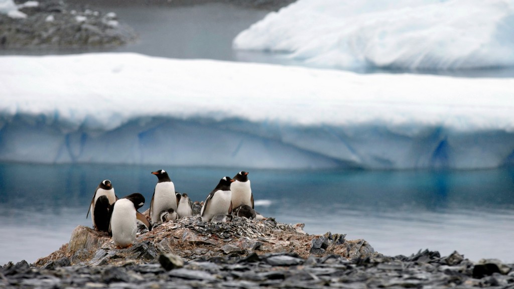 巴布亚企鹅站在南极洲智利贝尔纳多·奥希金斯科学考察站附近的岩石上。 美联社