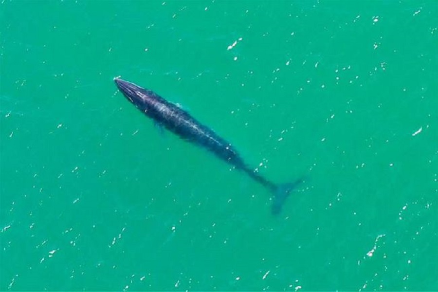 小布氏鯨小布出現在香港水域。網上圖片