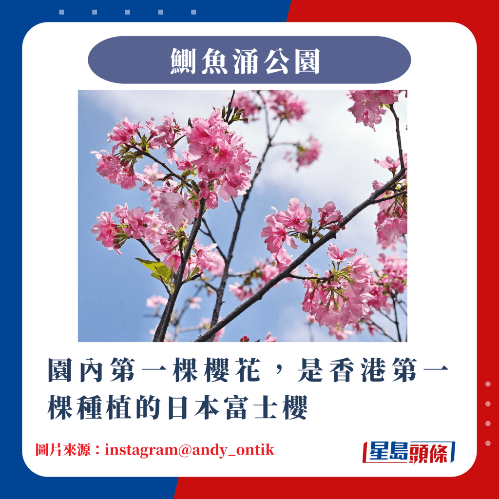 香港10大赏樱热点｜园内第一棵樱花，是香港第一棵种植的日本富士樱