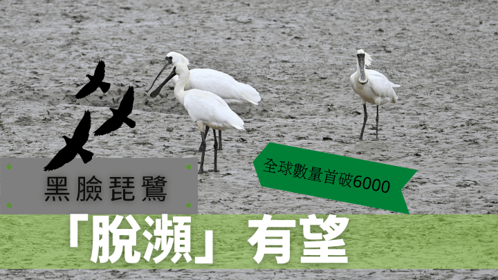 黑臉琵鷺是瀕危物種