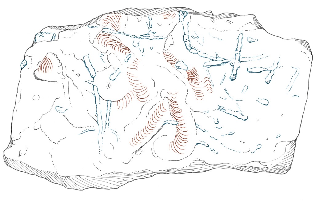 痕迹化石上布滿生物的足迹（紅色標示），以及相信是蠕蟲挖掘隧道的鑽迹（藍色標示）。　龍德駿繪圖