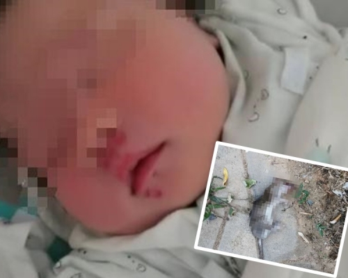 咬女嬰老鼠當場被活活打死。網圖