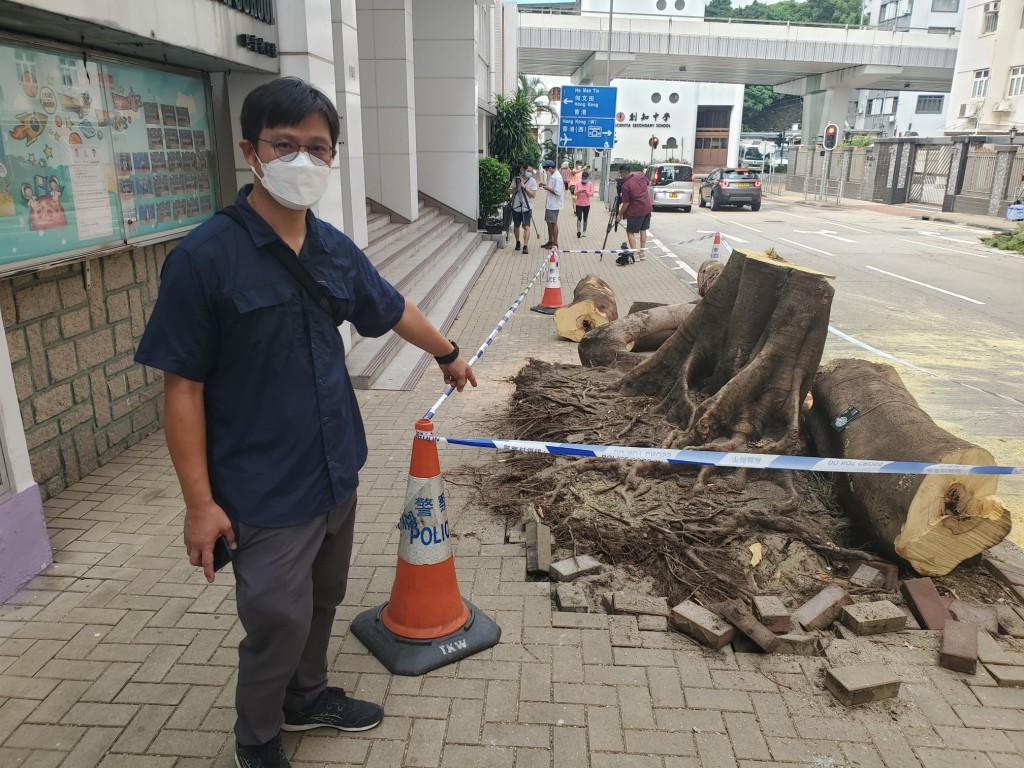 苏国贤说，凤凰木树根底部疑被真菌感染而腐烂，根部萎缩无法支撑而倒塌。