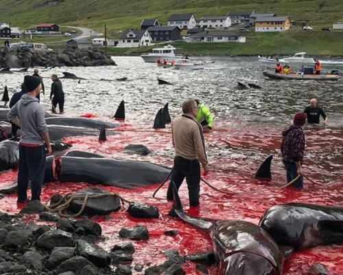 丹麥有萬條鯨豚伏屍沙灘。 SEA SHEPHERD圖