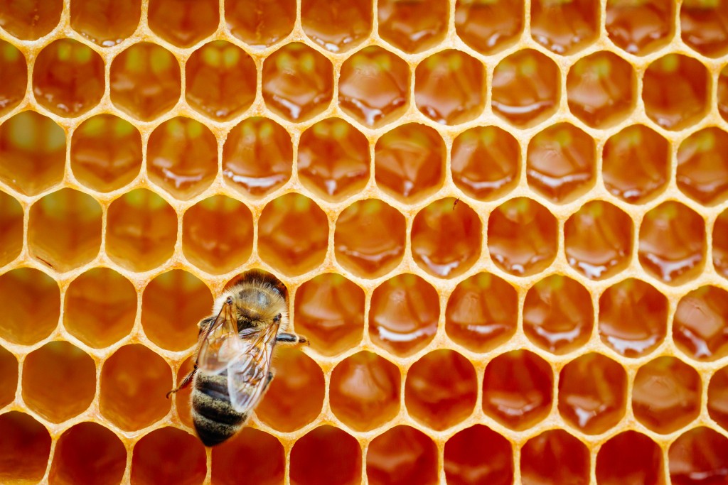 可是，从2000年开始，全球各地的养蜂人都经历着蜂巢内的蜜蜂突然大批消失或死亡。这个现象被称为「蜂群崩坏症候群」，情况至今依然持续，而且有恶化的趋势。