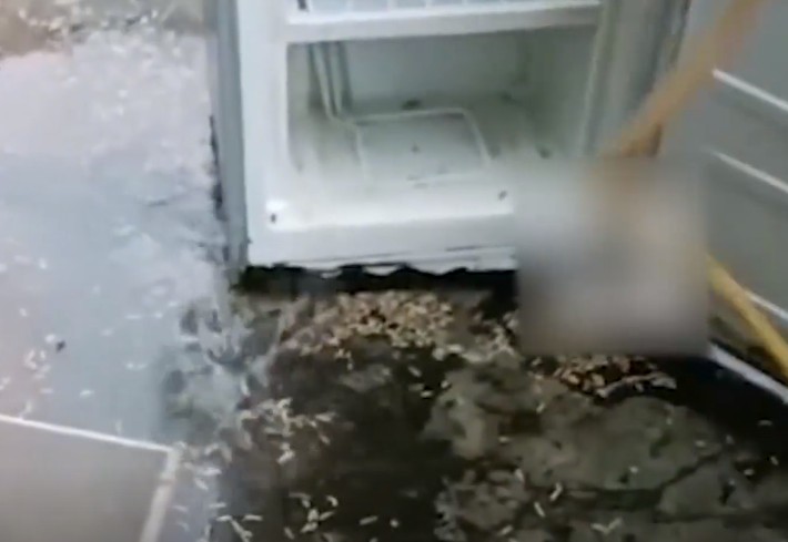 雪櫃洗出逾百蛆蟲