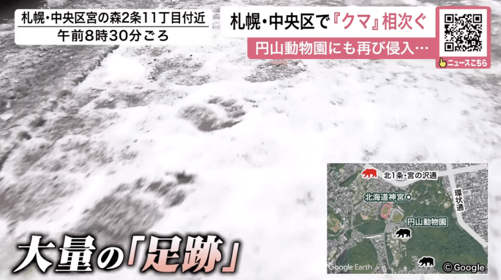 北海道札幌市中央區近日熊蹤頻仍，11日早晨再度在圓山動物園及周邊住宅區發現棕熊足跡，令居民人心惶惶。Youtube@北海道ニュースUHB 