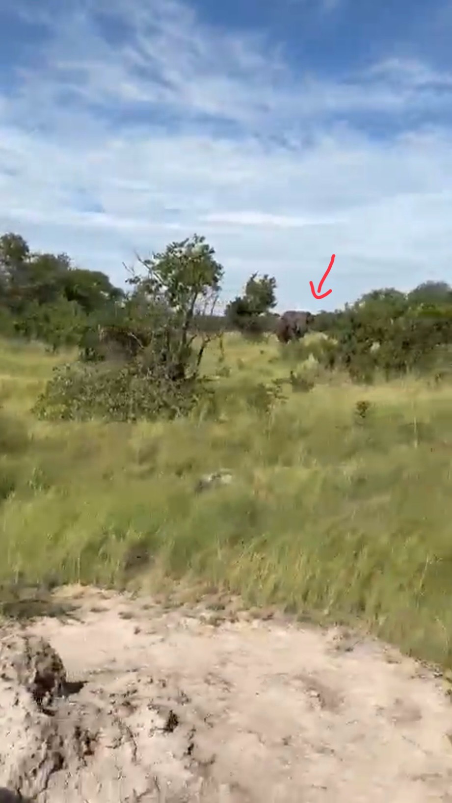 越野车穿野原野之际，一头大象在附近出现。
