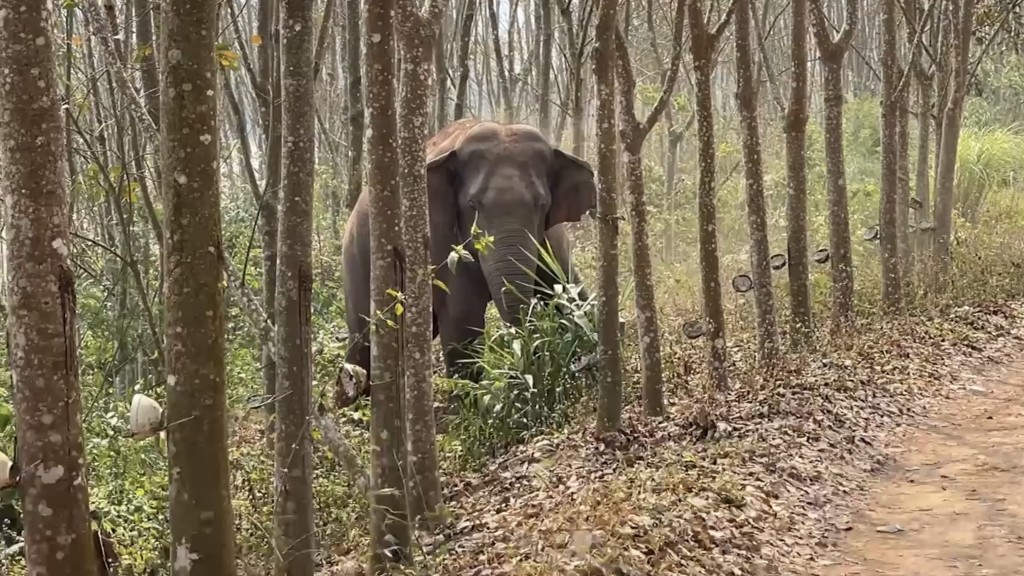 其中一隻象經過草叢時停了一下。