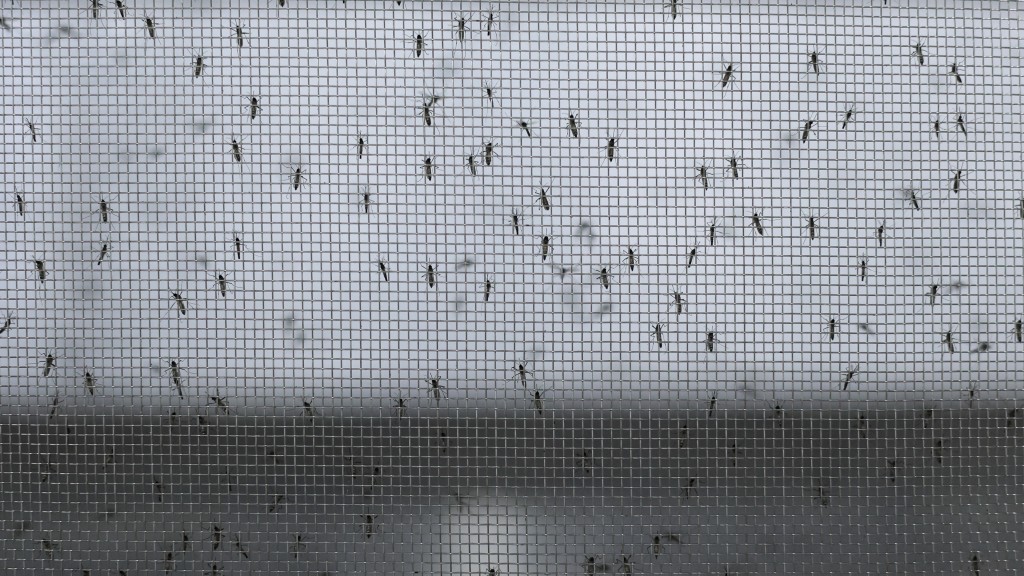 巴西正在研究基因改造埃及伊蚊，希望減少傳播登革熱的蚊子數量。 路透社