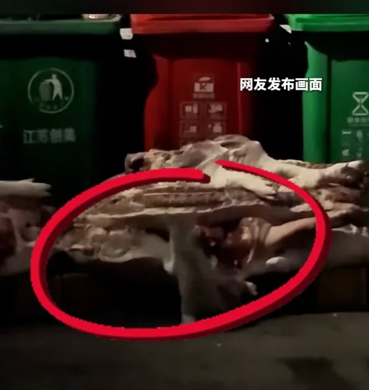网民发布“待售生肉被猫啃食”画面。 网民发布“待售生肉被猫啃食”画面。