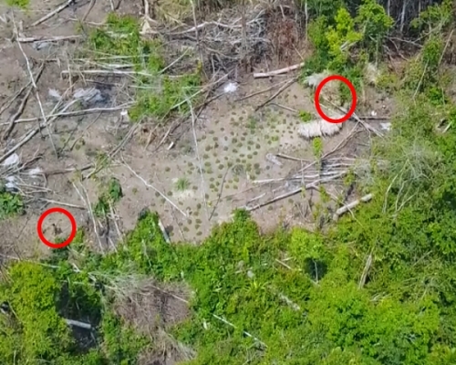 無人機拍下未與外界接觸過的亞馬遜原始部族生活情況。 影片截圖