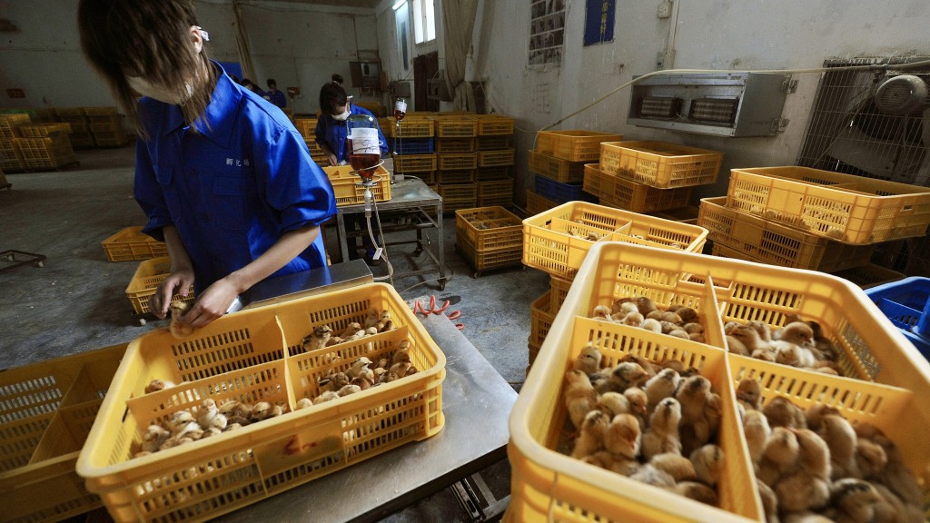 安徽省长丰县一个农场的工人为小鸡接种 H9禽流感疫苗。 路透社