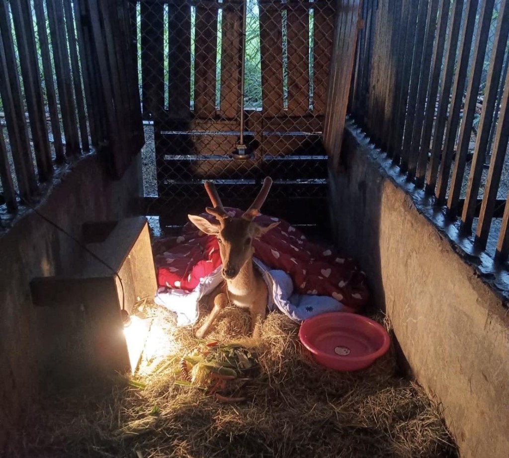 另一只幼鹿已送回园区状况正恢复当中。鹿境 Paradise Of Deer facebook