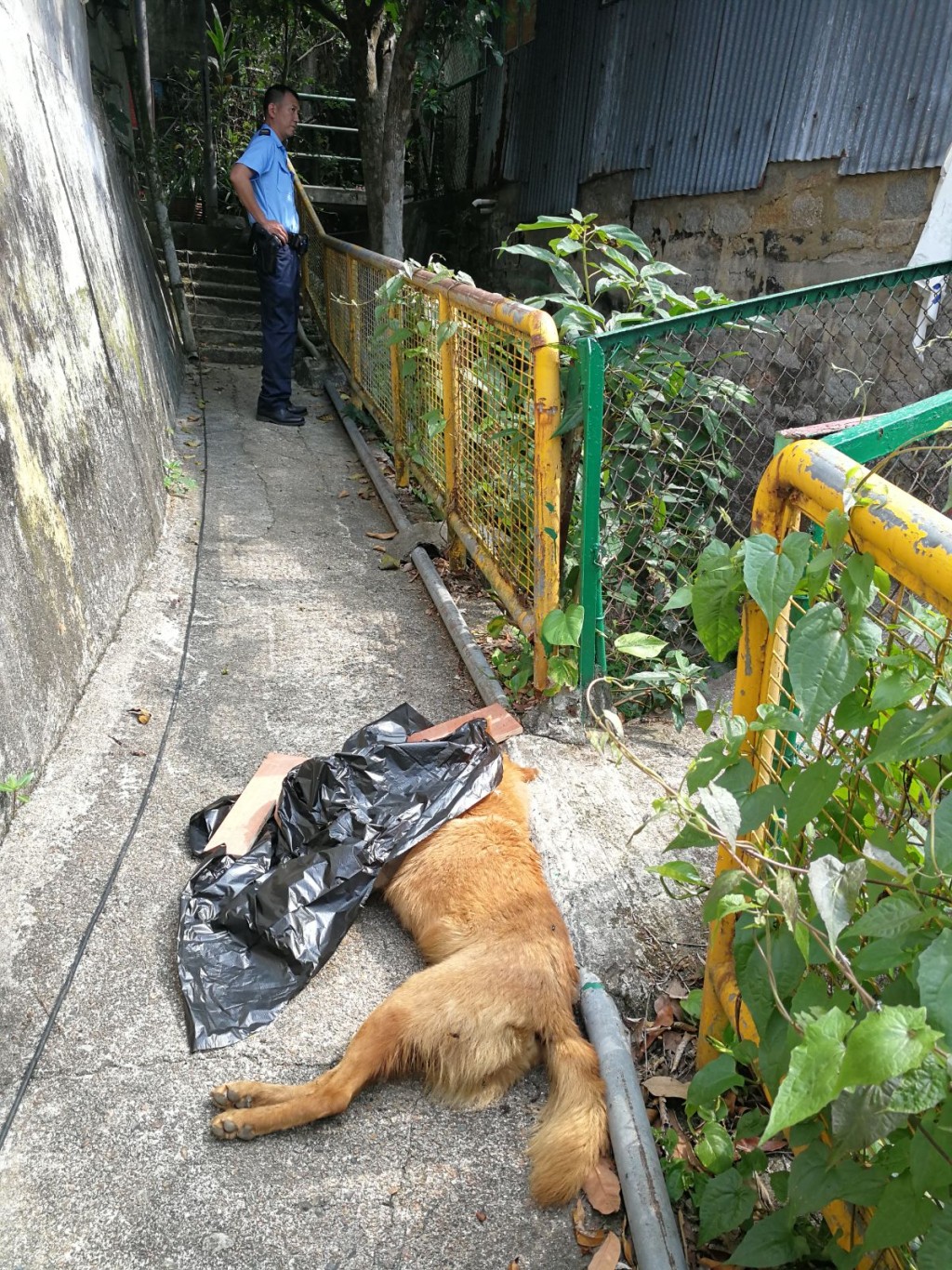 警方到場調查，並以黑膠袋遮蓋狗屍。 梁峰國攝