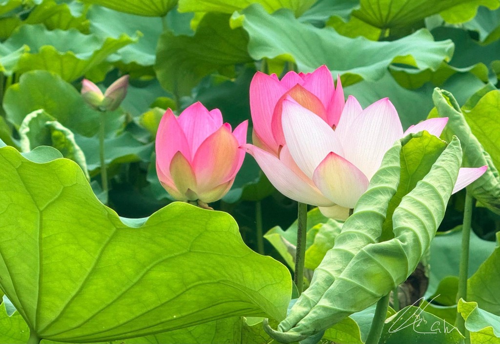 塱原自然生態公園荷花。圖片授權Winnie Lam 塱原自然生態公園荷花。圖片授權Winnie Lam