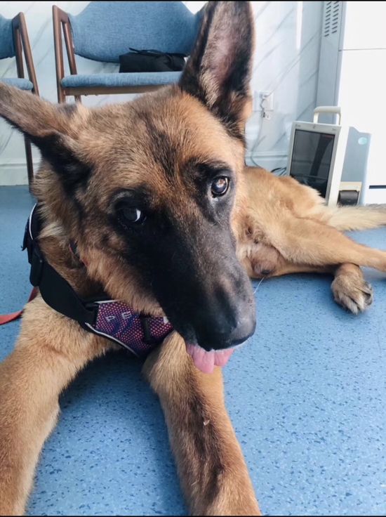 汶川地震最後一隻搜救犬「沈虎」於29日過世，享年14歲。網上圖片