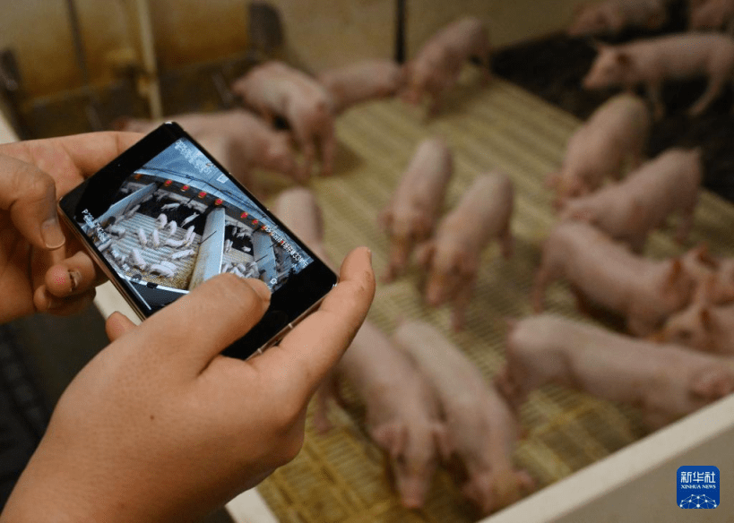 現代化的養殖技術及防疫能力，令活豬供應量大增。新華社