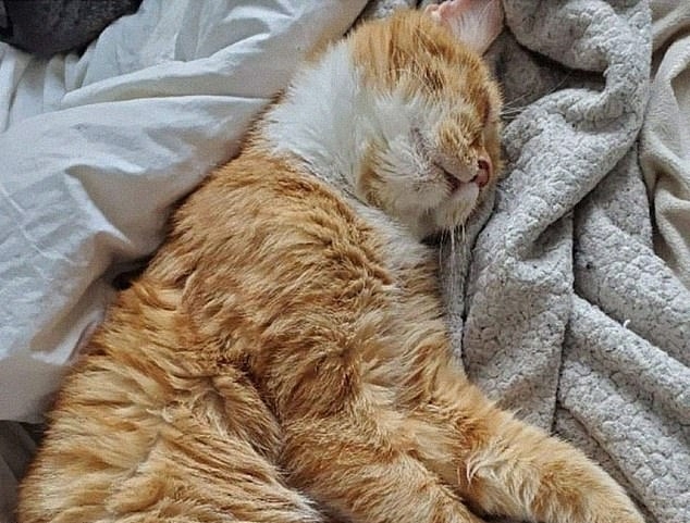 兽医指牠患有糖尿病、皮肤敏感及眼疾等问题。（FB图）