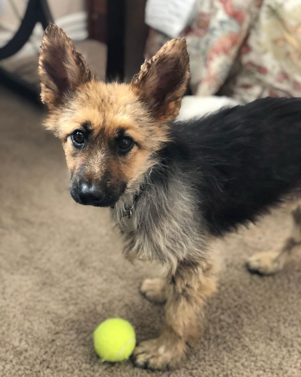 Ranger現時已經2歲，但仍保持着幼犬體形。網圖