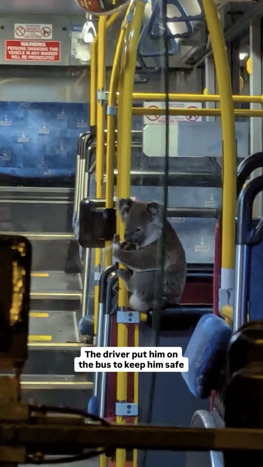 樹熊留在巴士內比街上安全。 fb / Koala Rescue Brisbane South