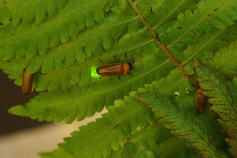 大场裕一专门研究发光物种，例如萤火虫。 香港政府新闻处资料图片
