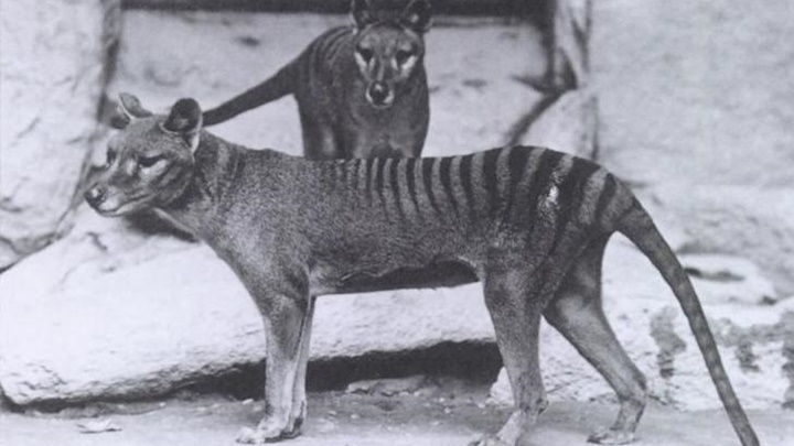 袋狼是澳洲特有物種，已於1930年代滅絕。網上圖片