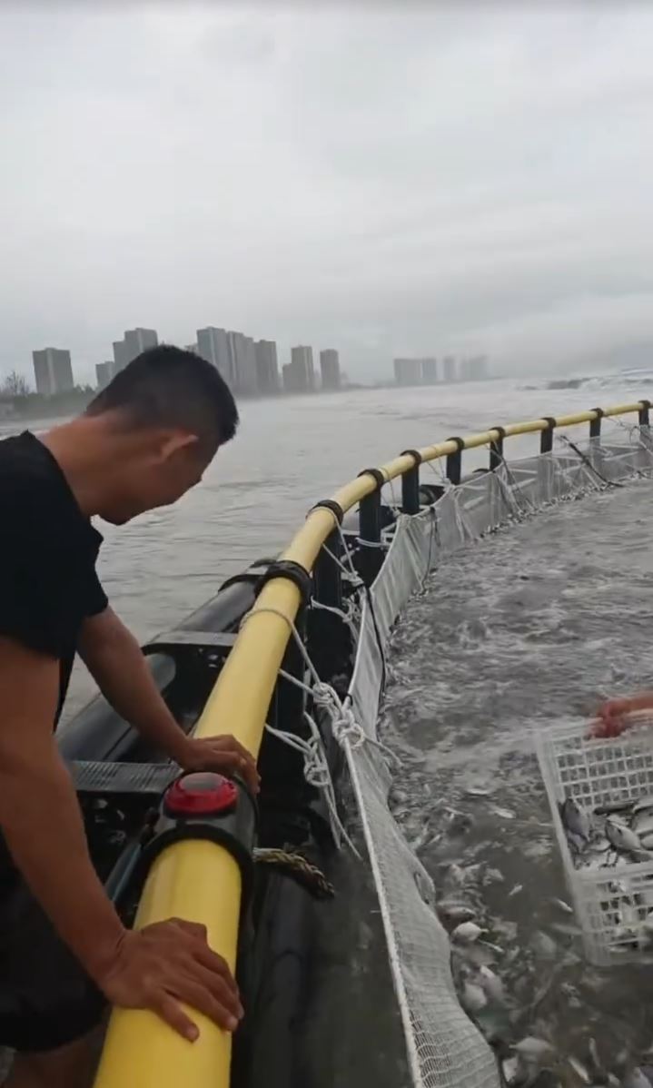 台风“红霞”过后，惠州双月湾海滩出现无数金鲳鱼。小红书＠雄韬视觉 
