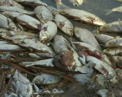 第3次大量魚類死亡事件。AP圖片