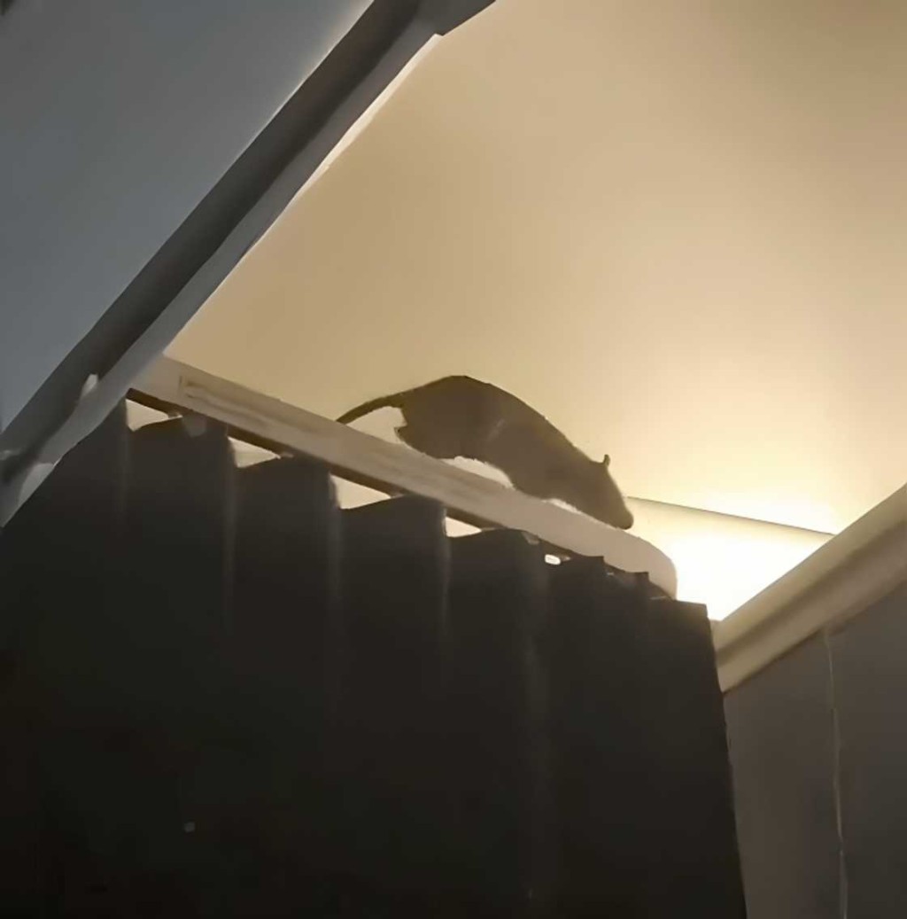 老鼠爬在門簾桿上。X@surajit_ghosh2 老鼠爬在門簾桿上。X@surajit_ghosh2