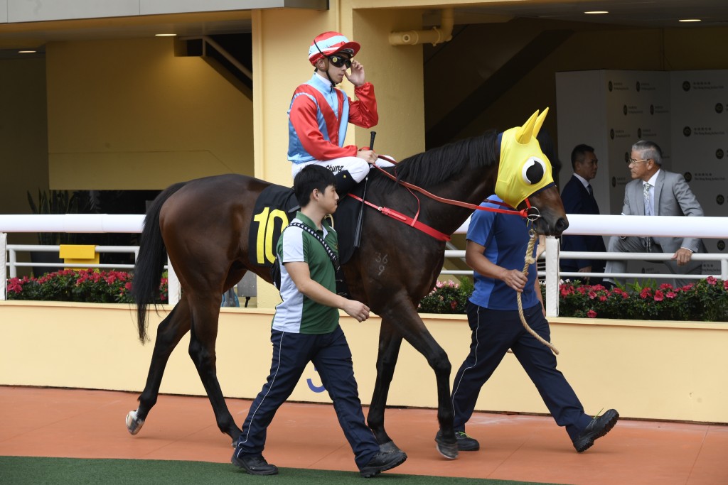 「保羅」和「南區」系馬主陳文俊名下的「南區旺」，也是交由羅富全主理。