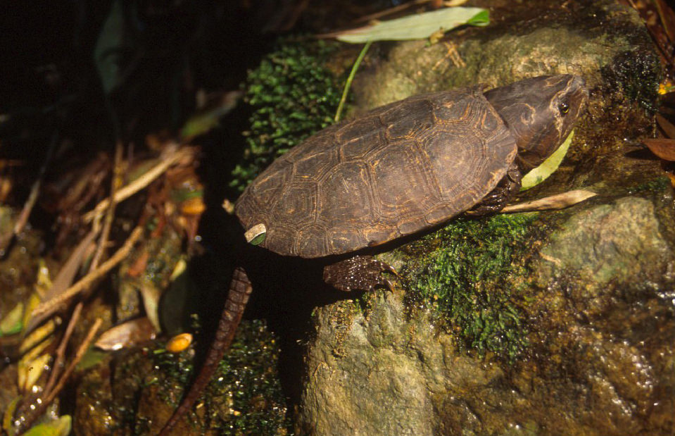 大头龟上颚形状似鹰嘴，因此别名叫「鹰嘴龟」。网上图片
