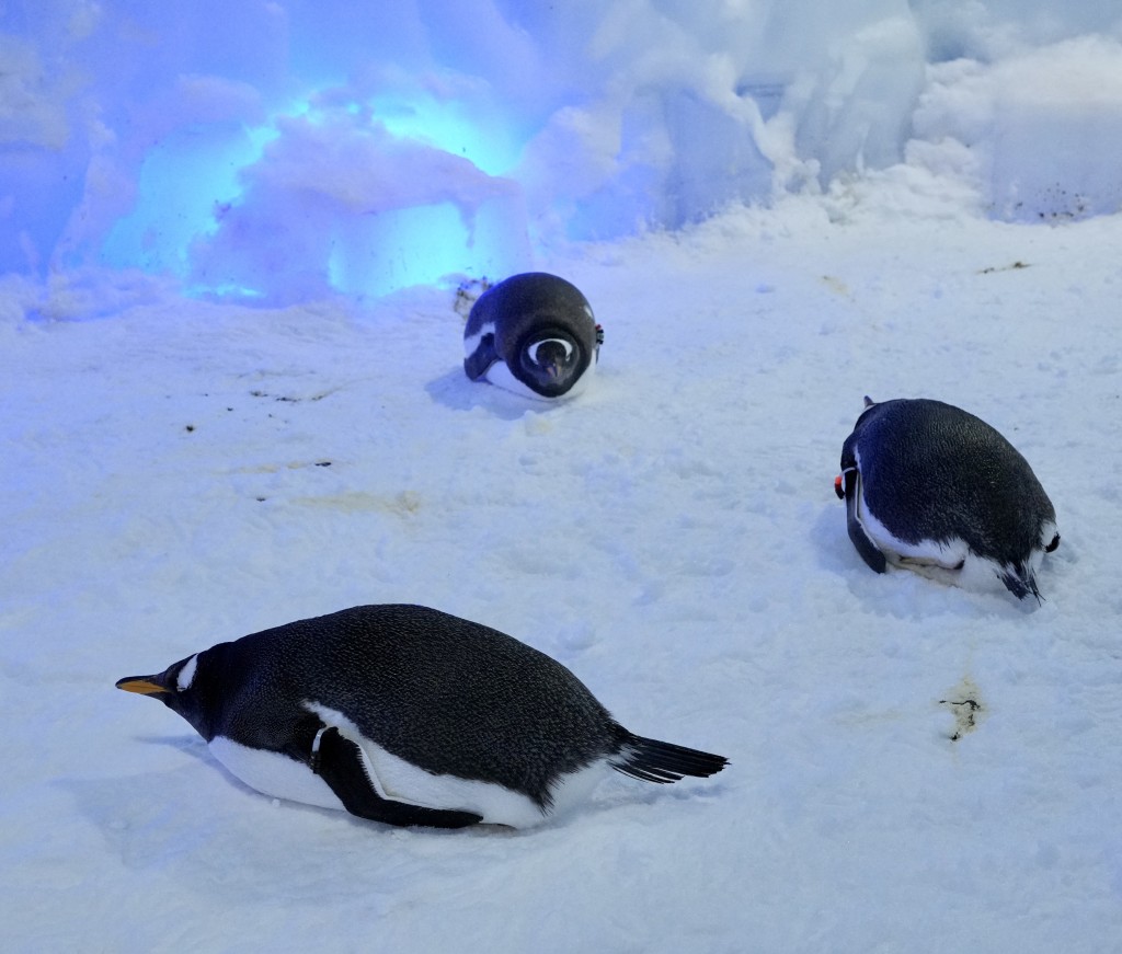 場內有4隻真企鵝,可額外付費參加互動體驗近距離合照。(圖片來源:《親子王》) 場內有4隻真企鵝,可額外付費參加互動體驗近距離合照。(圖片來源:《親子王》)