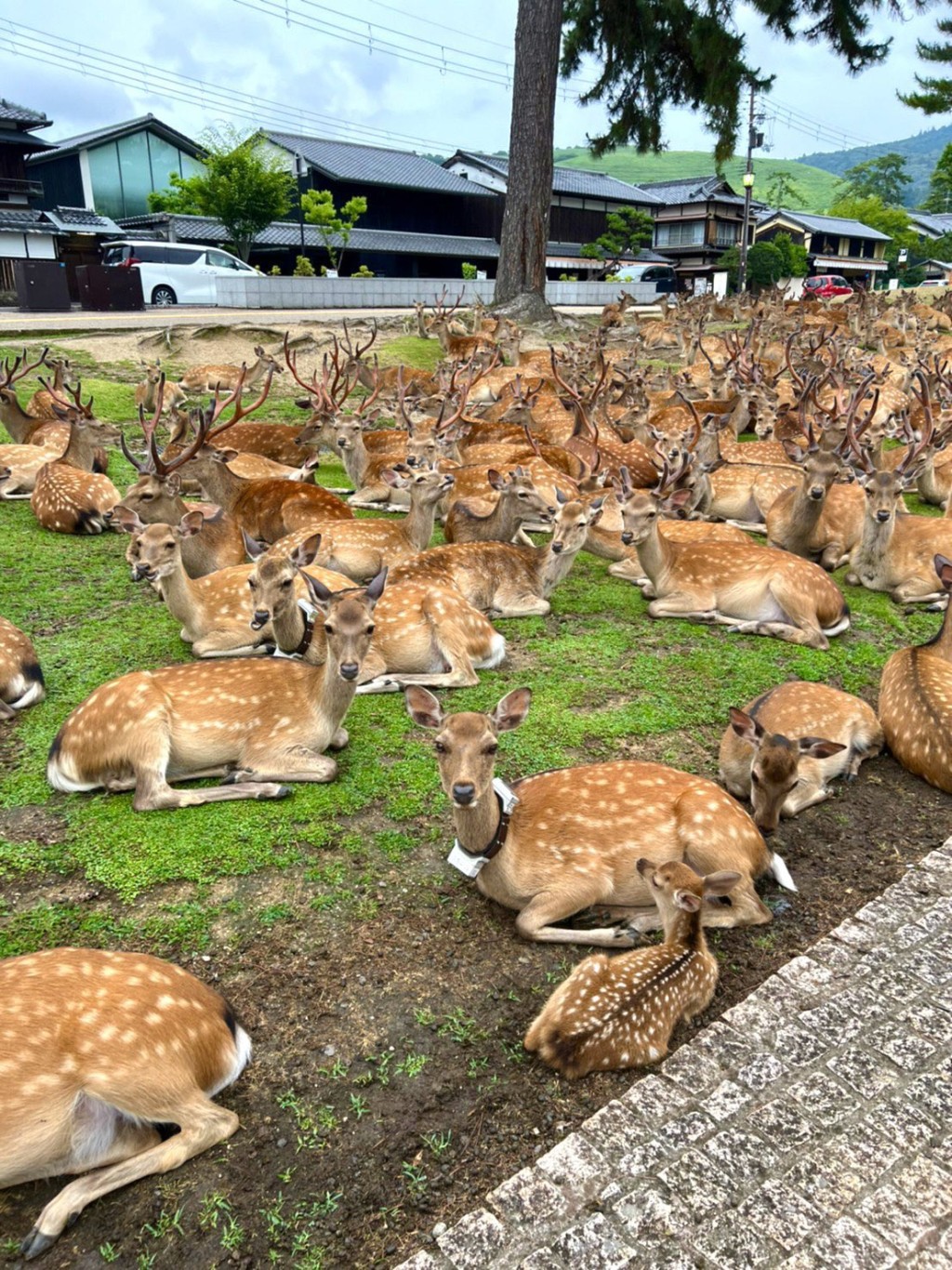 無遊客可圍，奈良公園鹿仔瞓草地。 twitter圖