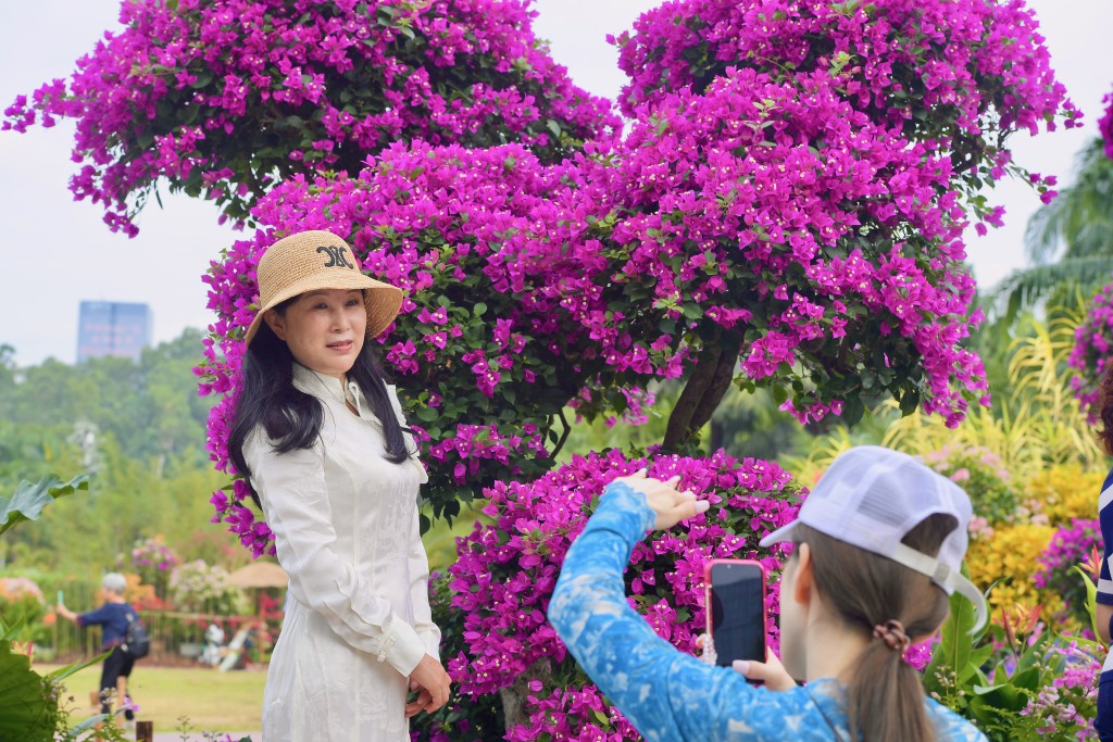 深圳蓮花山公園不時舉行花展，吸引不少市民打卡。 中新社