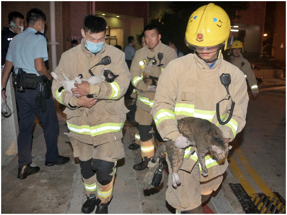 消防救出7隻貓。