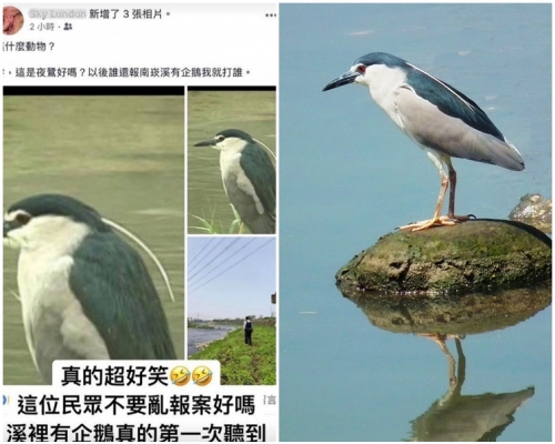 台灣隨處可見，喜歡生活在水邊的夜鷺(右)。網圖