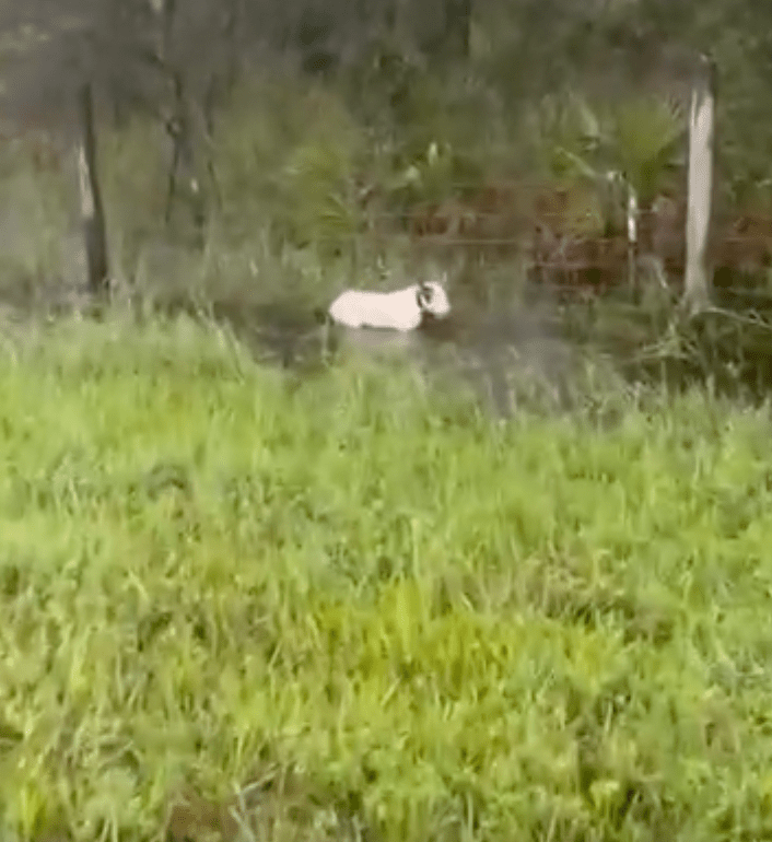 警員趕到，警員發現一隻白色鬥牛㹴被綁在公路草地遠處，若不細察看恐難被人發現。