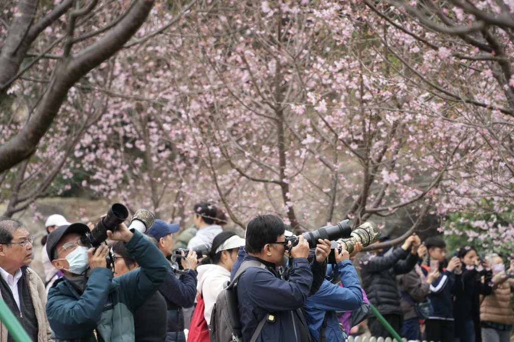攝影愛好者帶相機到櫻花園拍攝。蘇正謙攝