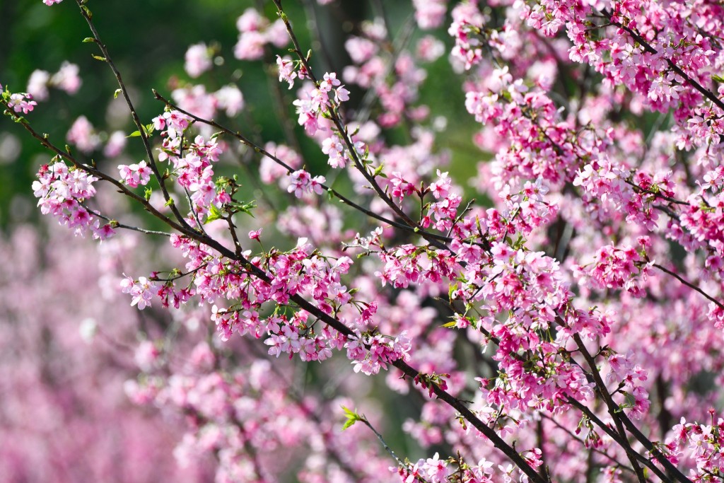 櫻花綴滿枝頭，美麗如畫。網圖