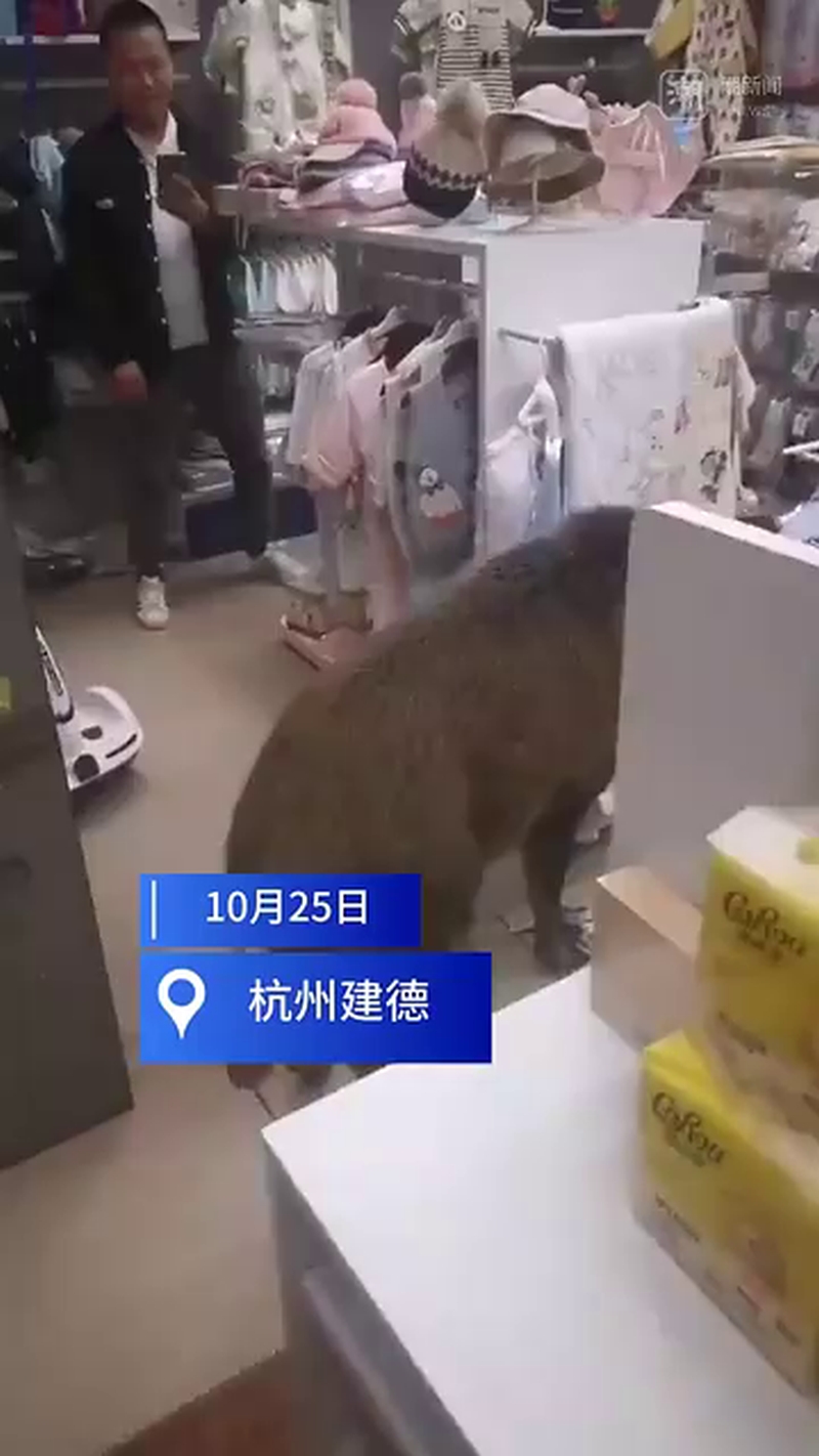 野猪曾闯入一商店。