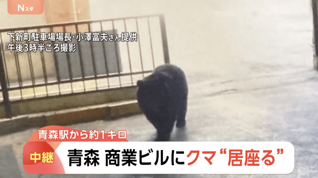 上午7时半，一头熊闯入松山小学体育馆附近，一度踏入校园范围。