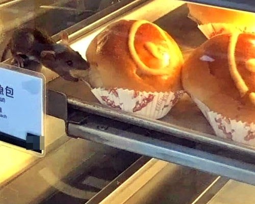 老鼠在麵包櫃內，偷食吞拿魚包。「傑出關公災難」FB圖片