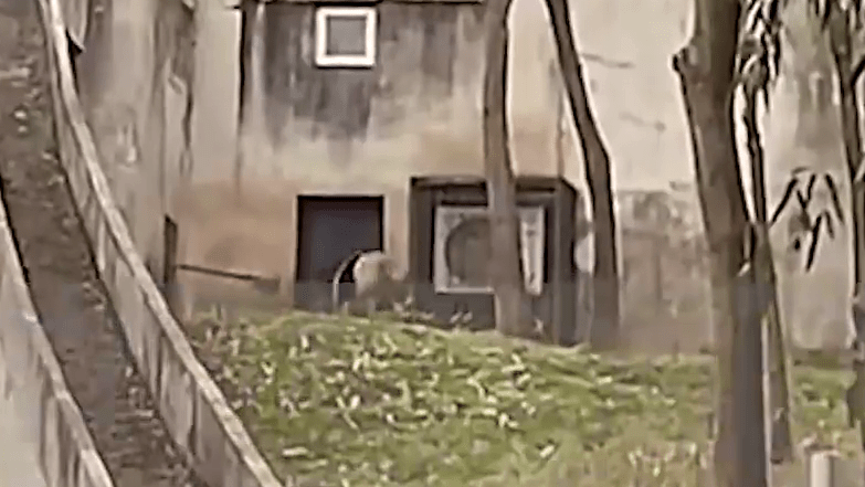 影片可见，饲养员多次伸出铁铲，大熊猫一直后退躲避。
