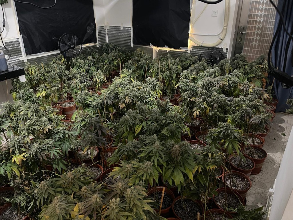 行动检获逾千棵大麻植株。