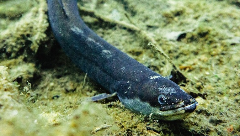 歐洲鰻魚多年來一直受《瀕危野生動植物種國際貿易公約》保護。網上圖片